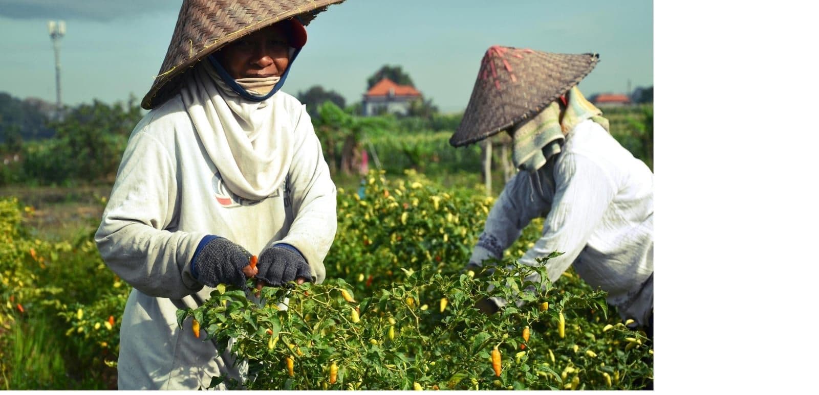 Petani memanen cabai di kebun
