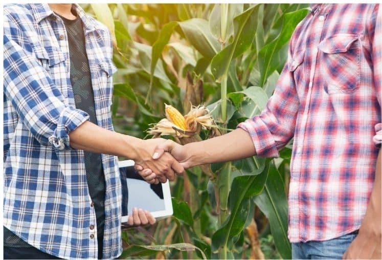 Dua orang berjabat tangan di ladang jagung